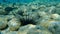 Closeup of Sea Urchin on the coral reef. Black Longspine Urchin or Long-spine sea urchin Diadema setosum on tropical coral reef.