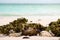 Closeup of sea weed, shells and sea urchin at white sand beach and stripe of blue sea water