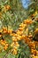 Closeup of a seaberry branch with orange berries