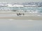 Closeup of seabirds resting on a shore