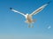 closeup of a seagull at Barcelona waterfront