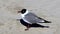 Closeup of Seagull on beach sand in Port Aransas, Texas on a sunny day