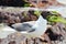 Closeup of Seagull Blurred Rock Bokeh Background