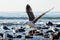 Closeup of seagull in flight, preparing to land. Rocks ocean and more seagulls in background.