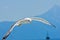 Closeup of a seagull flying over Aegean sea near mountain Athos