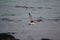 Closeup of a seagull flying over the wavy sea