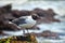 Closeup Seagull Perched on Rock in Ocean