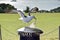 Closeup of a seagull picking trash outdoors during daylight