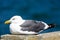 Closeup of seagull resting on seawall