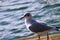 Closeup of a seagull on the seaside under the sunlight