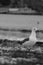 Closeup of a seagull on the shore, a vertical, monochrome shot