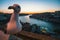 Closeup Seagull sitting on the waterfront of Douro river at night, Porto