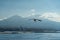 closeup of seagulls during flight in front of vesuv mountain