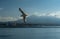 closeup of seagulls during flight in front of vesuv mountain