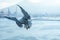 closeup of seagulls during flight in front of vesuv mountain