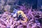 Closeup of Seahorses swimming in the aquarium, against a background of corals
