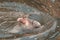 Closeup of a seal eating salmon in the water.