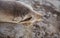 Closeup seal. Fur Seal in the sand portrait. Sea Lions at ocean. Fur seal colony, arctocephalus pusillus.