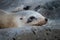 Closeup seal. Fur seals on rocky shore of beach. Arctocephalus forsteri.