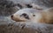 Closeup seal. Fur seals on rocky shore of beach. Arctocephalus forsteri.