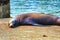 Closeup of a seal laying on dock
