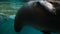 Closeup of Seal Swimming Underwater in Aquarium