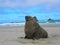 Closeup of a sealion on the sandy beach, seascape view and cloudy sky in the background