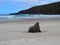 Closeup of a sealion on the sandy beach, seascape view and cloudy sky in the background