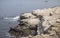 Closeup of Seals and Pelicans on rocks, La Jolla, CA, USA