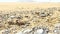 Closeup of seashells and rocks tilting up towards dynamic turquoise sea