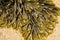 Closeup of seaweed Fucus serratus commonly toothed wrack.