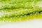 Closeup seaweed on white background.