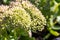 Closeup of Sedum green flowers over sunny blurred background