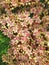 Closeup of sedum matrona flowering plant