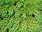 Closeup of Sedum morganianum with hundreds of small green leaves.