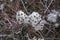 Closeup of seed heads with silky appendages of Wild Clematis