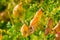 Closeup of the seed pods of a bladder senna bush, tropical plant specie from Europe and Africa