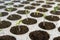 Closeup seedlings potted in peat tray. Young seedlings in spring