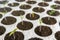 Closeup seedlings potted in peat tray. Young seedlings in spring