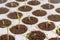 Closeup seedlings potted in peat tray. Young seedlings in spring