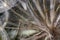 Closeup of seeds with umbrellas.Gentle pastel blue floral background. Tragopogon pratensis. Misty blurred background of dandelion