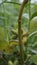 Closeup of seeds of Xanthium strumarium also known Ditchbur,Noogoora, Common, Rough, Burweed, European, Noogoora Burr,Noogoora bur