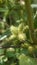 Closeup of seeds of Xanthium strumarium also known Ditchbur,Noogoora, Common, Rough, Burweed, European, Noogoora Burr,Noogoora bur