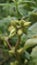 Closeup of seeds of Xanthium strumarium also known Ditchbur,Noogoora, Common, Rough, Burweed, European, Noogoora Burr,Noogoora bur