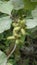 Closeup of seeds of Xanthium strumarium also known Ditchbur,Noogoora, Common, Rough, Burweed, European, Noogoora Burr,Noogoora bur