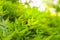 Closeup selective focus of beautiful green leaves on blurred greenery background in garden with copy space. Green lush nature view