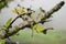 Closeup selective focus of dewdrop falling from a Quercus gambelii tree branch