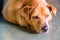 Closeup and selective focus on dog head resting on floor