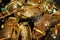 Closeup and Selective Focus of Giant Mud Crabs Scylla serrata