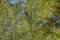 Closeup and selective focus image of casuarina plant leaves